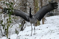 Zoo Brno rozšířila ptačí kolekci o vzácné a ohrožené druhy